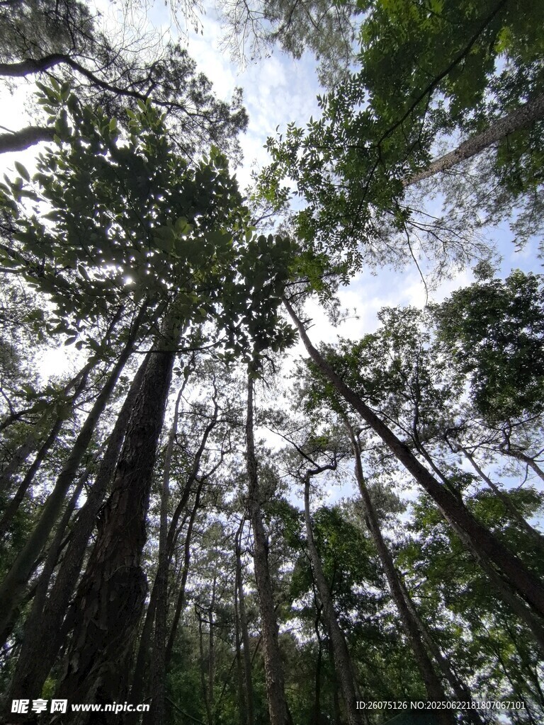 仰視茂密森林高大樹(shù)木