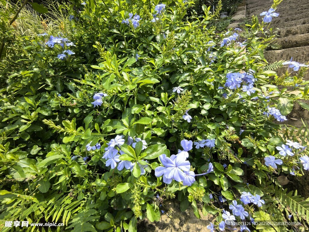 藍花綠植綻放生機