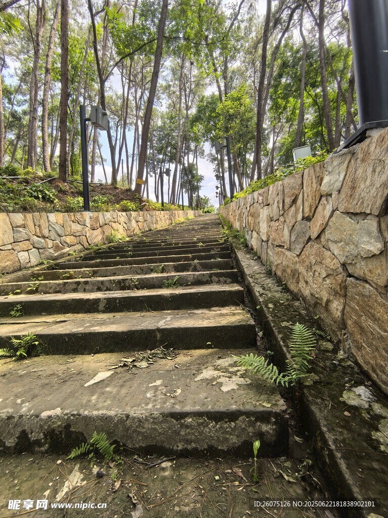 林間上行石階