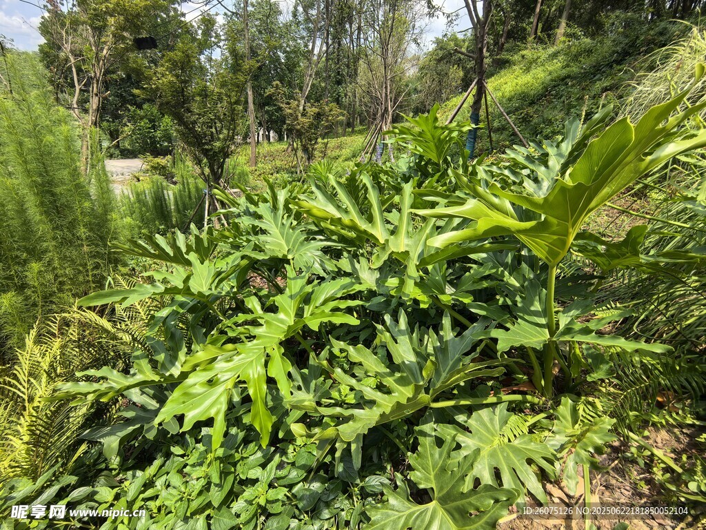 野外繁茂的綠色植物景觀