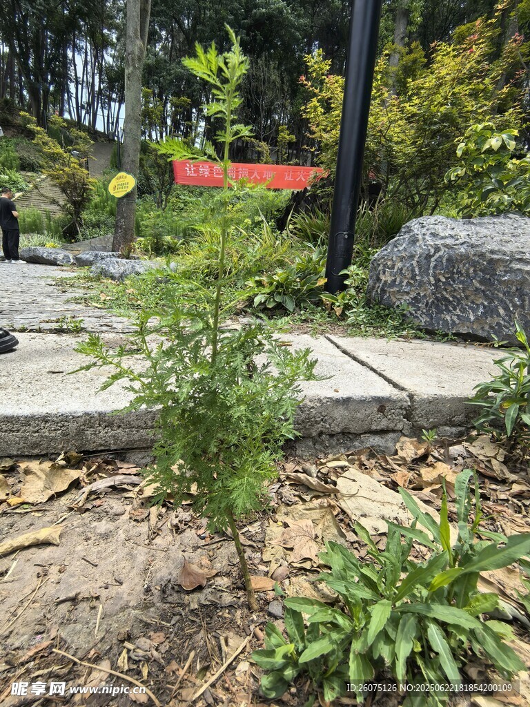 庭院中的綠植與景觀石
