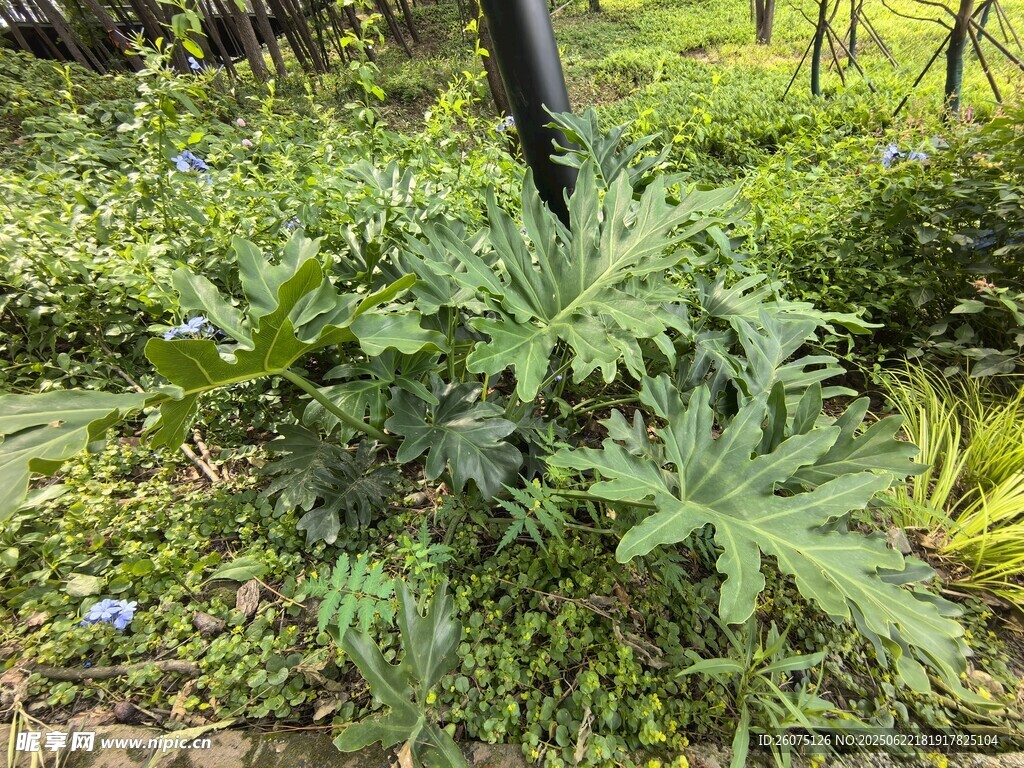 野外生長的綠色植物