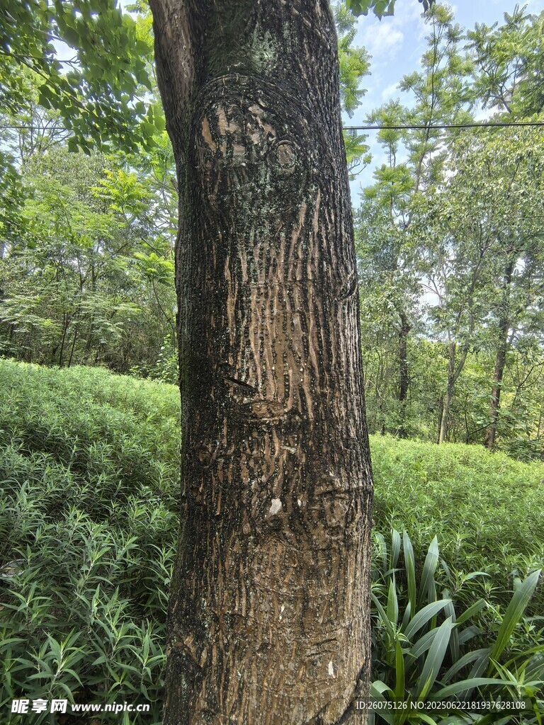 森林中粗壯的樹干