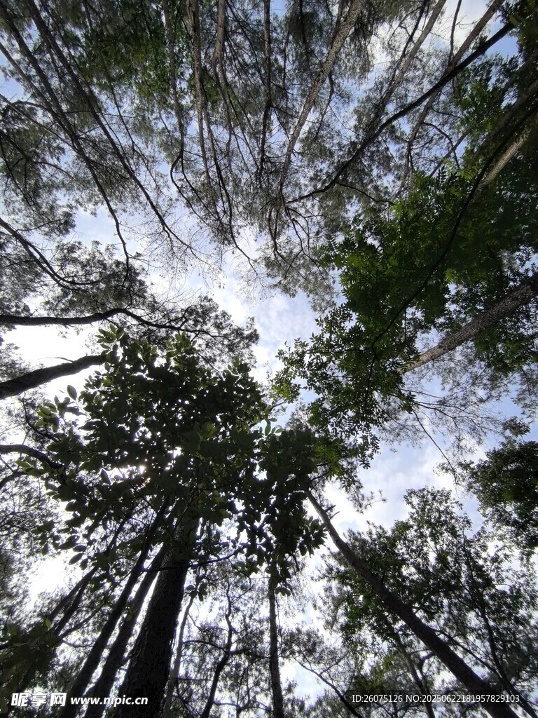 仰望茂密森林樹冠