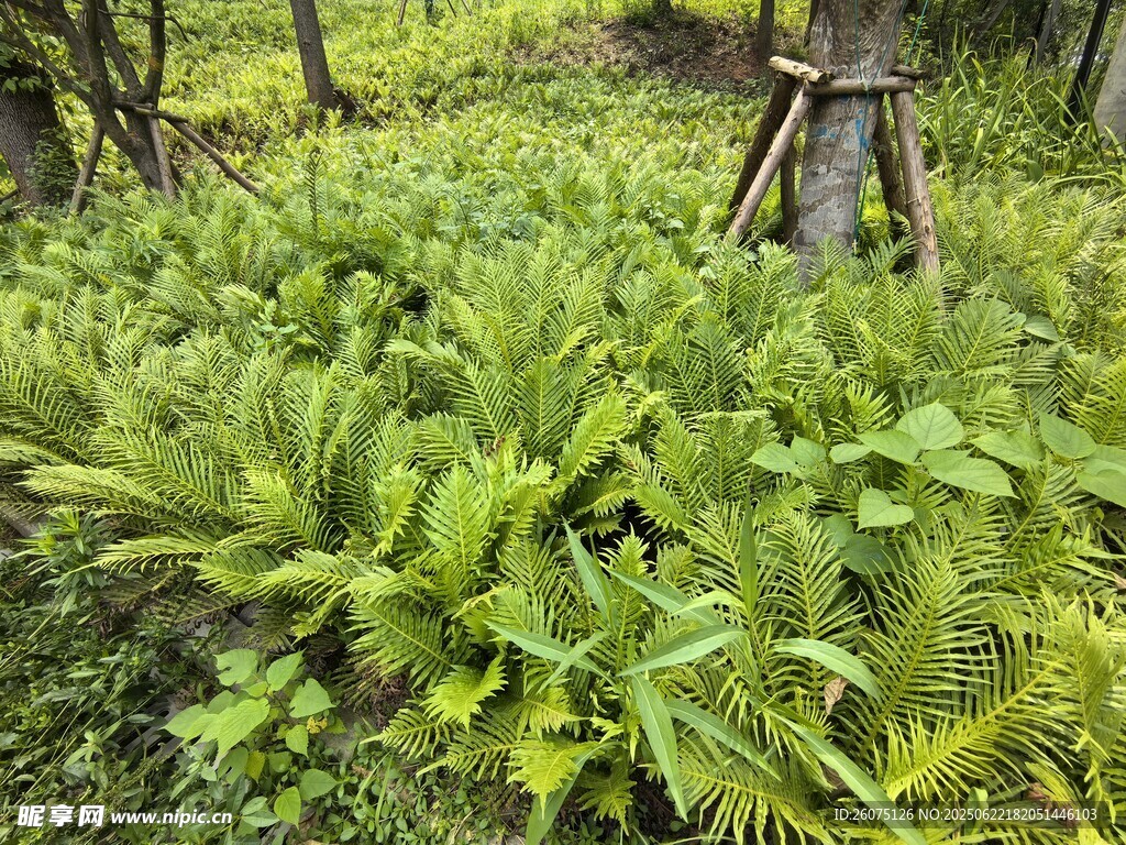 茂密蕨類植物的自然景象