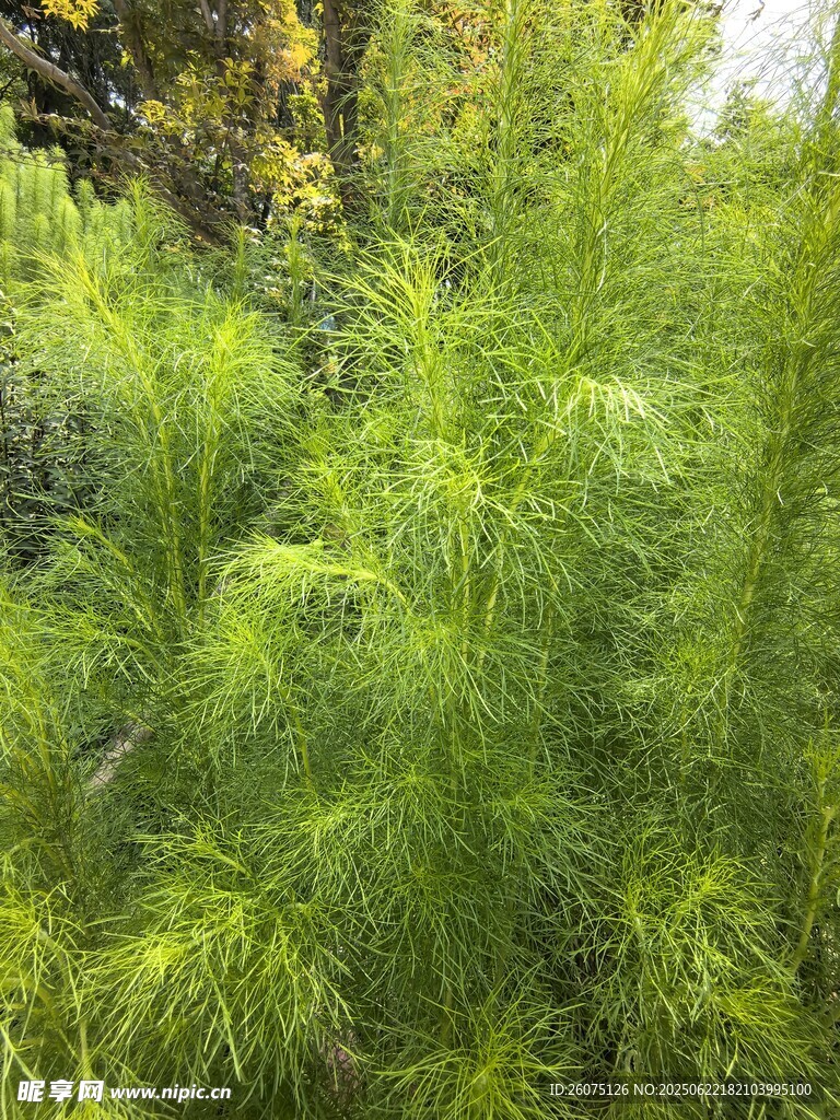茂密綠色植物景觀