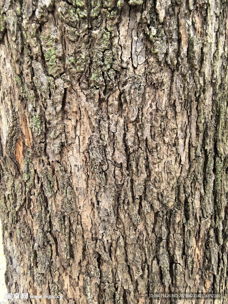 粗糙的樹皮紋理特寫