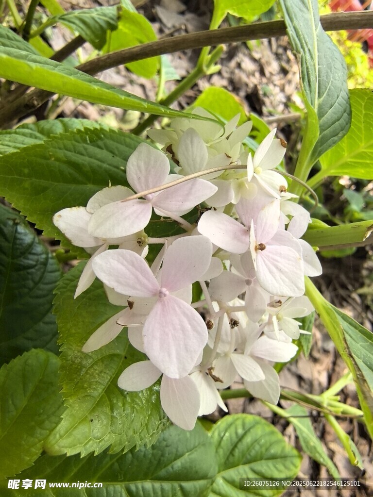 淡雅繡球花綻放綠葉間