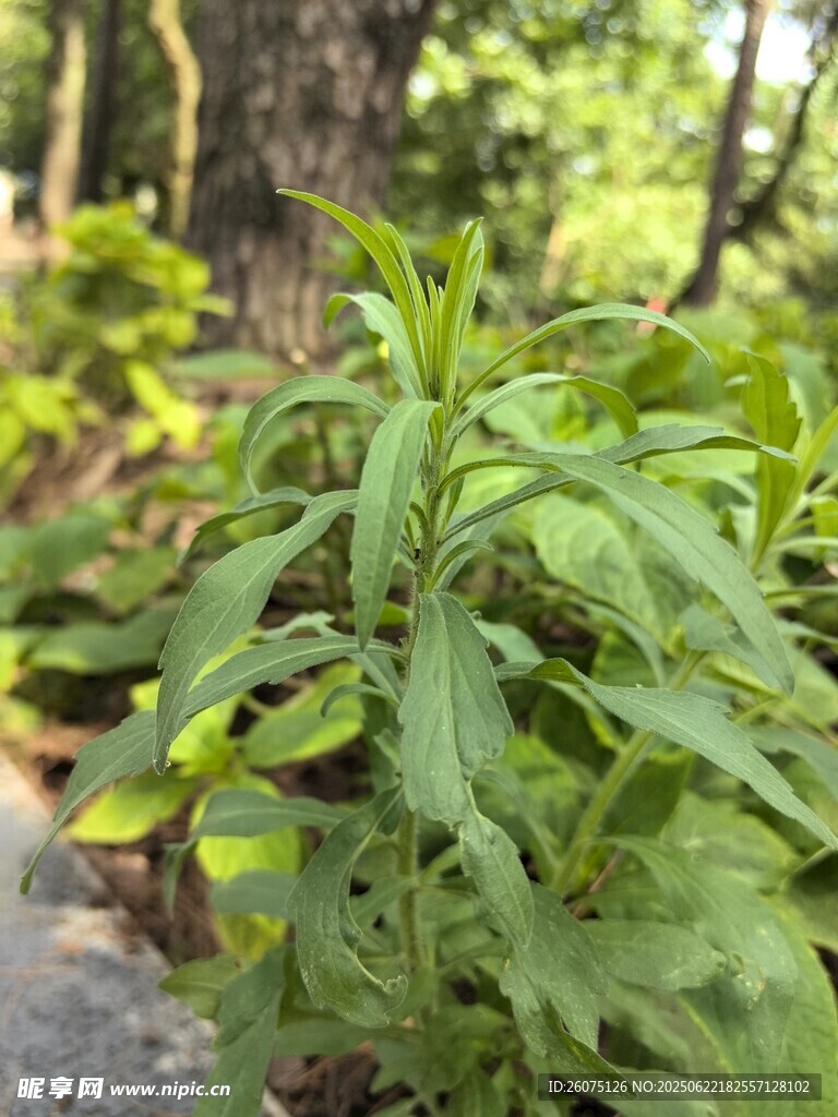 綠葉植物特寫