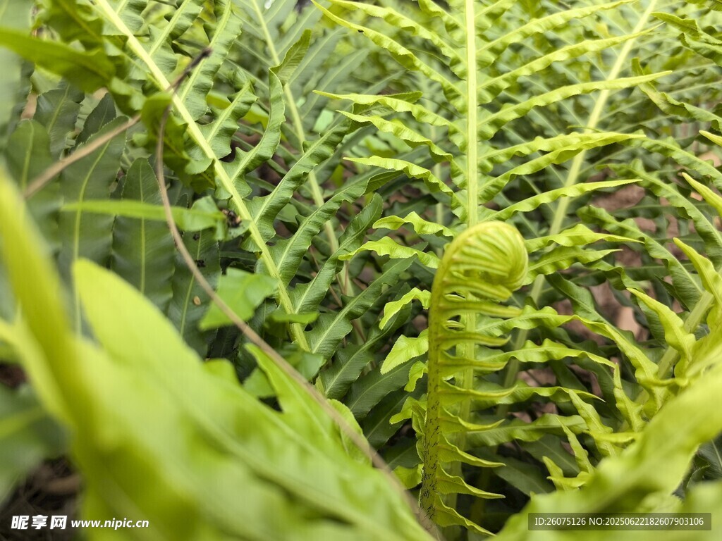 嫩綠蕨類植物特寫