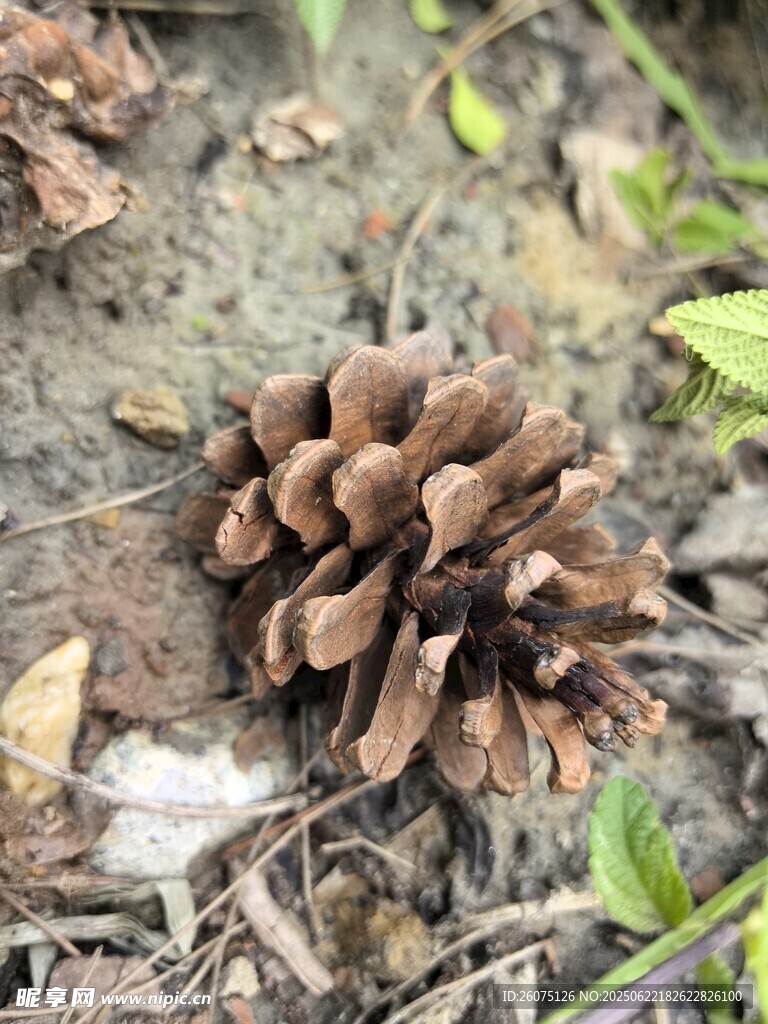地面上的松果