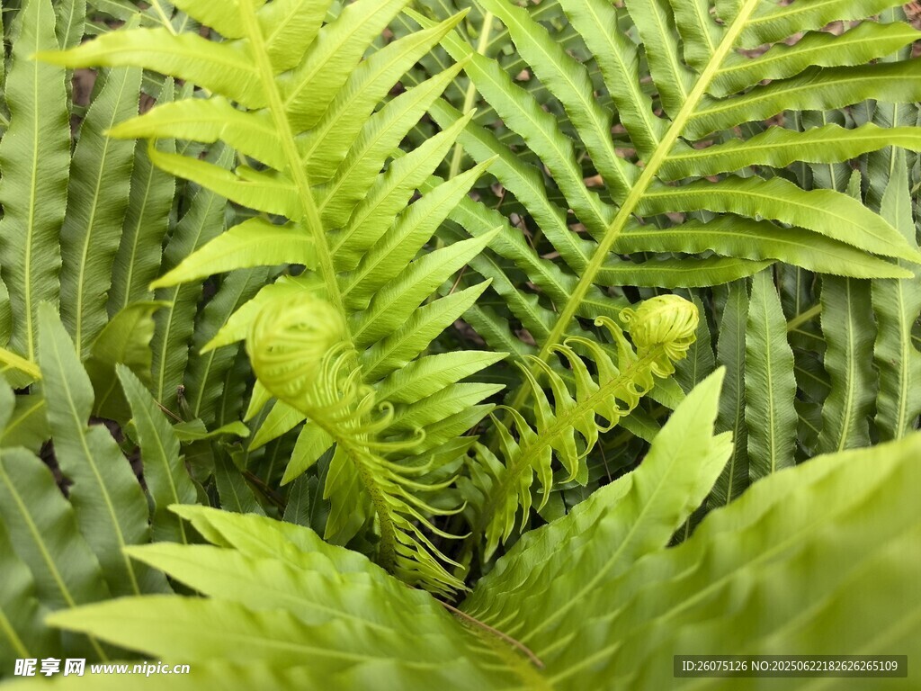 翠綠蕨類植物特寫