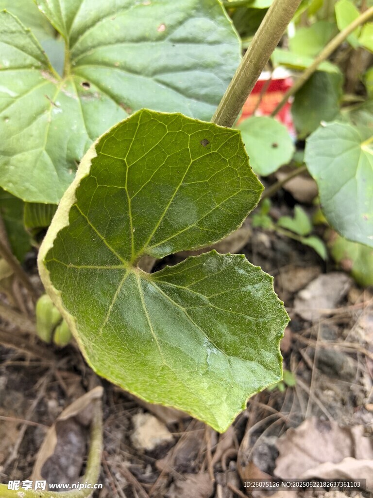 翠綠南瓜葉特寫