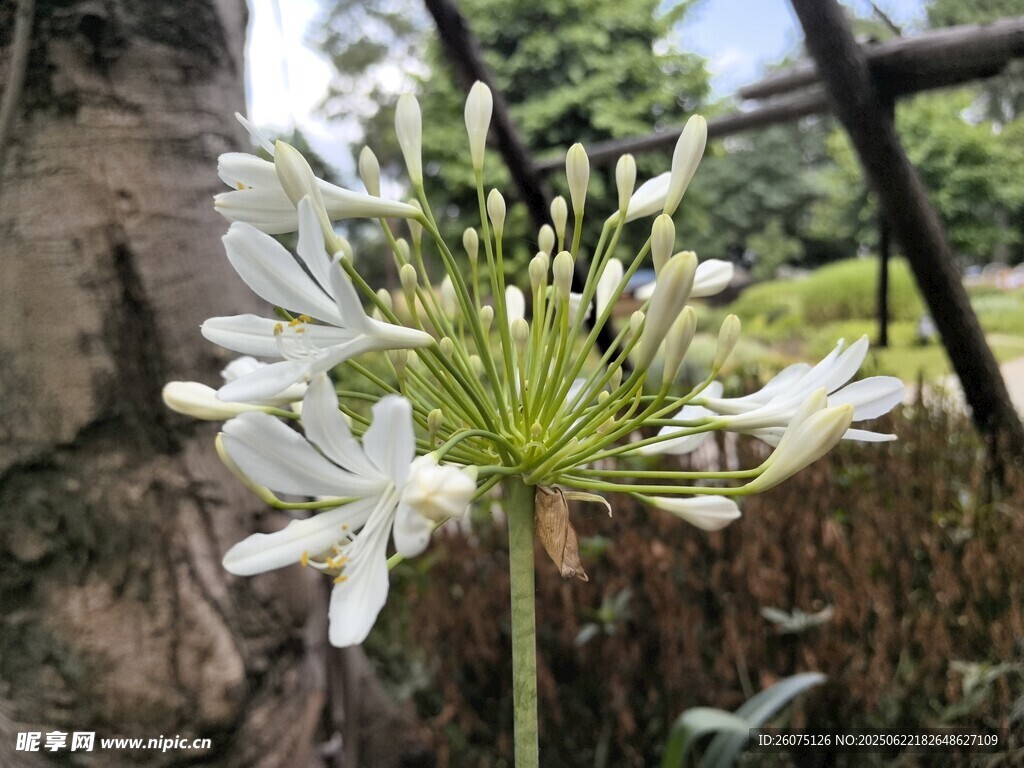 孤挺花特寫