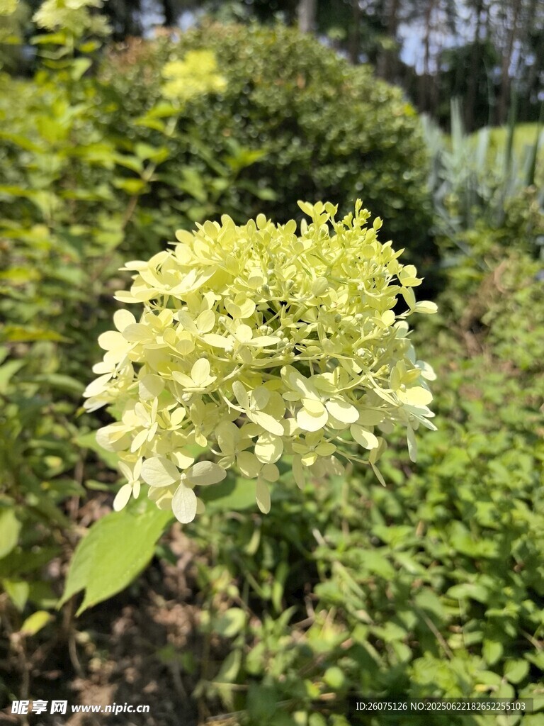 盛開的黃綠色繡球花