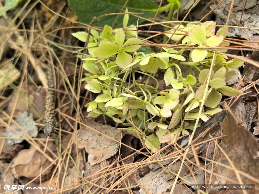 地面生長(zhǎng)的嫩綠植物
