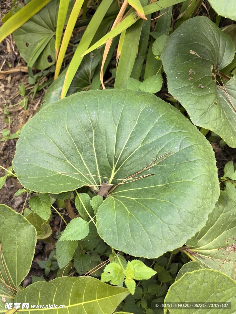 大葉片綠植特寫(xiě)