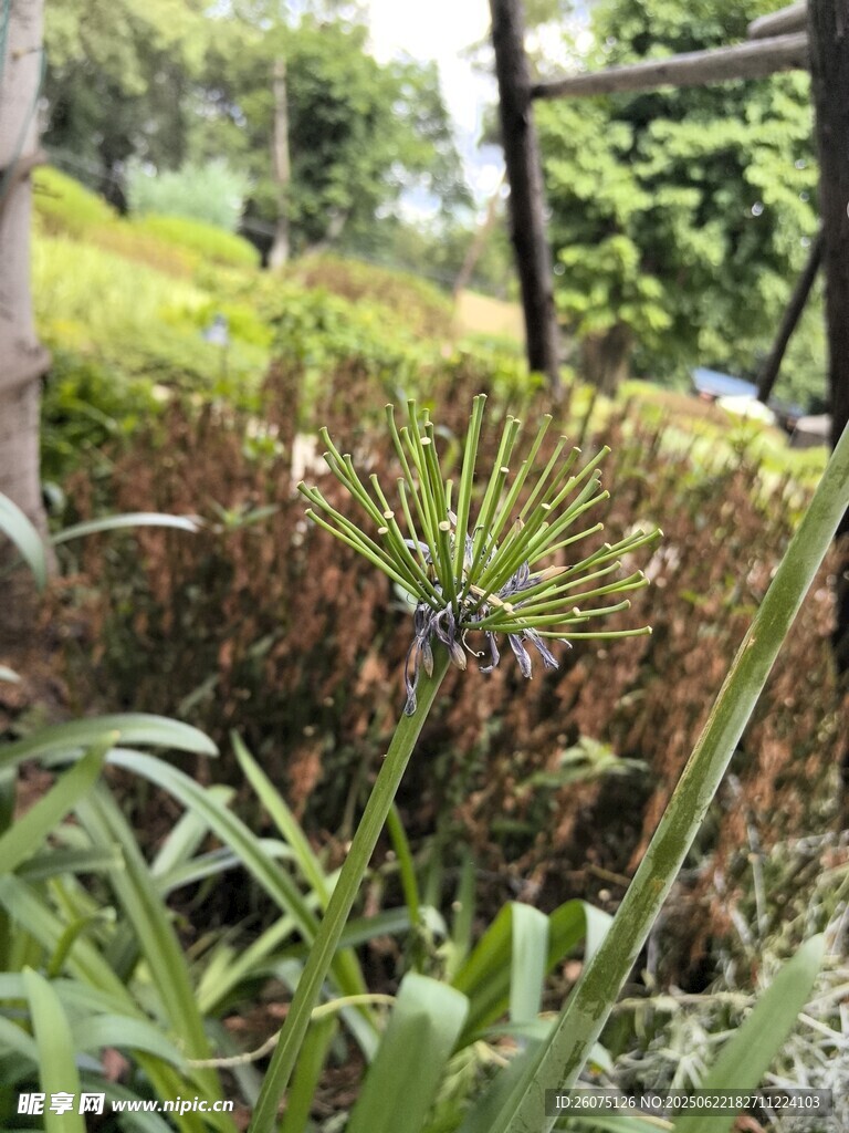戶外綠植景觀