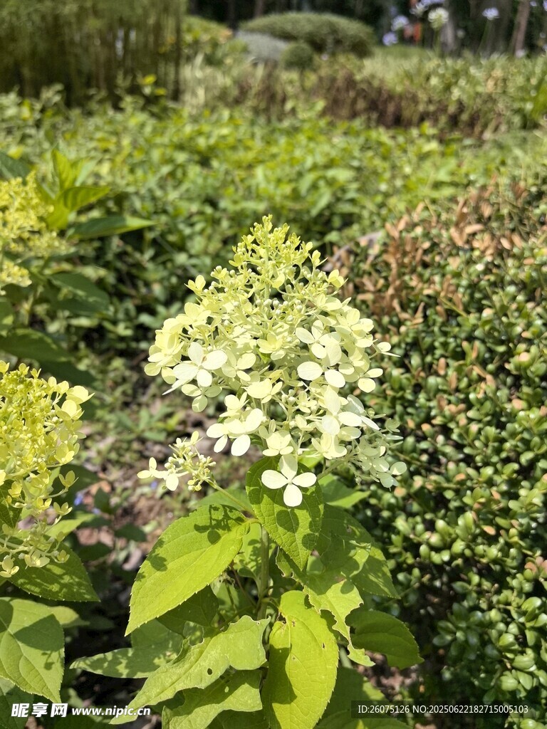 花園中的多彩繡球花