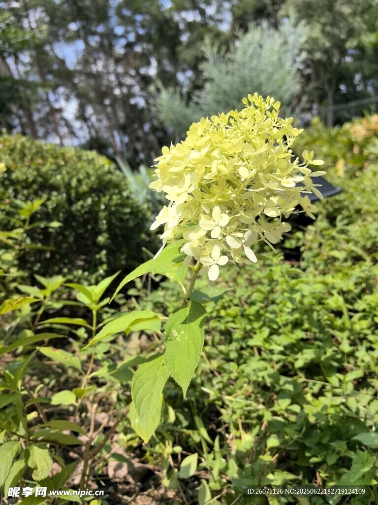 盛開的黃色繡球花