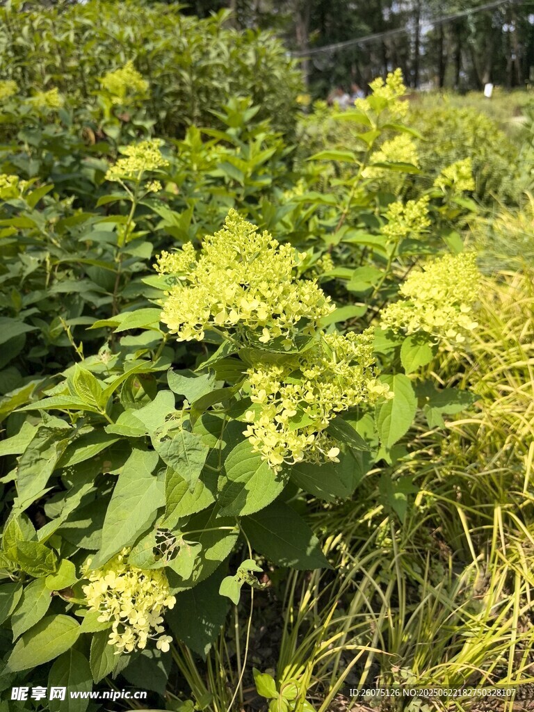 綠葉黃花的繁茂植物景觀
