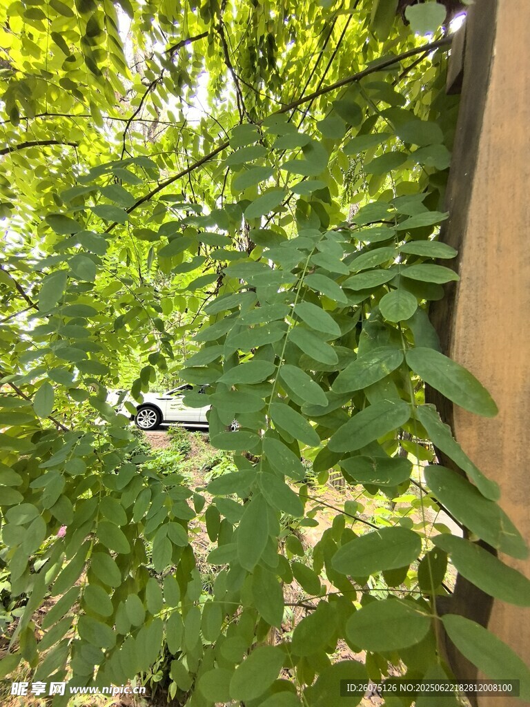 綠葉繁茂的墻邊景致