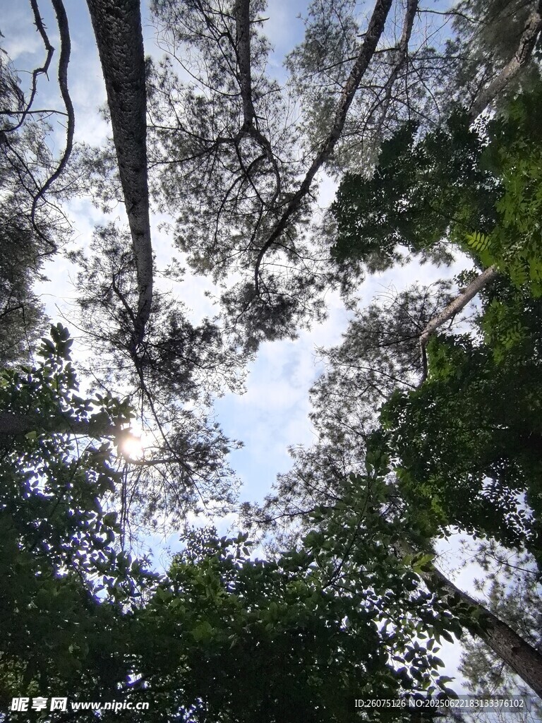 仰視茂密森林樹冠景象
