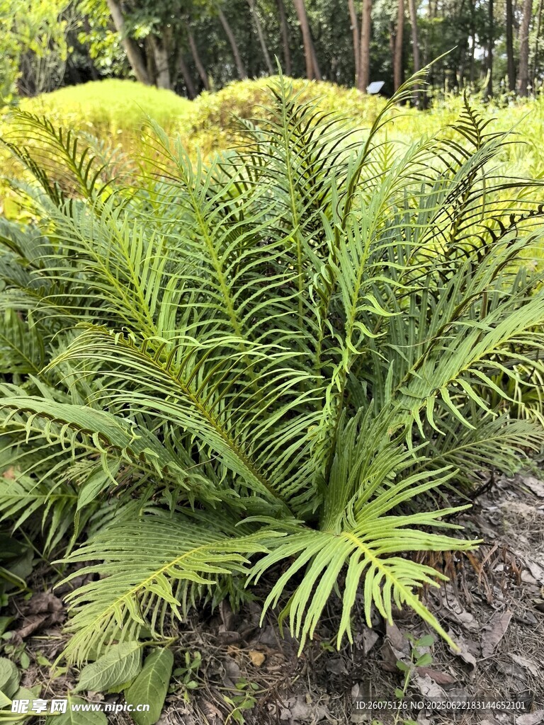 翠綠蕨類植物生機(jī)盎然