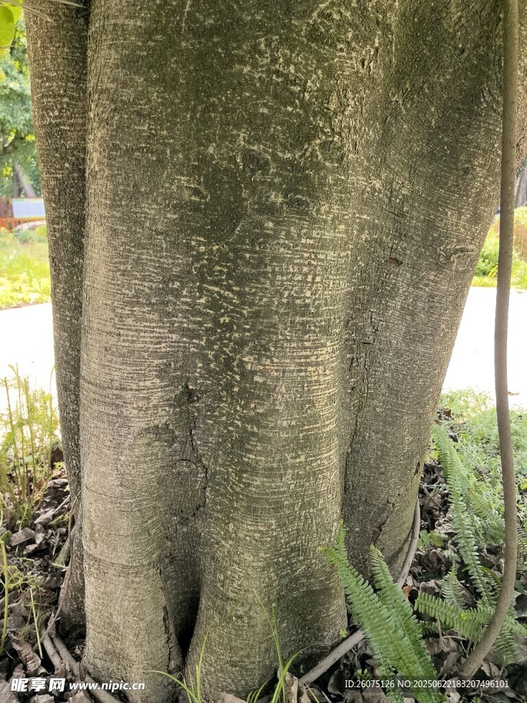 粗壯樹干下的盤根景象