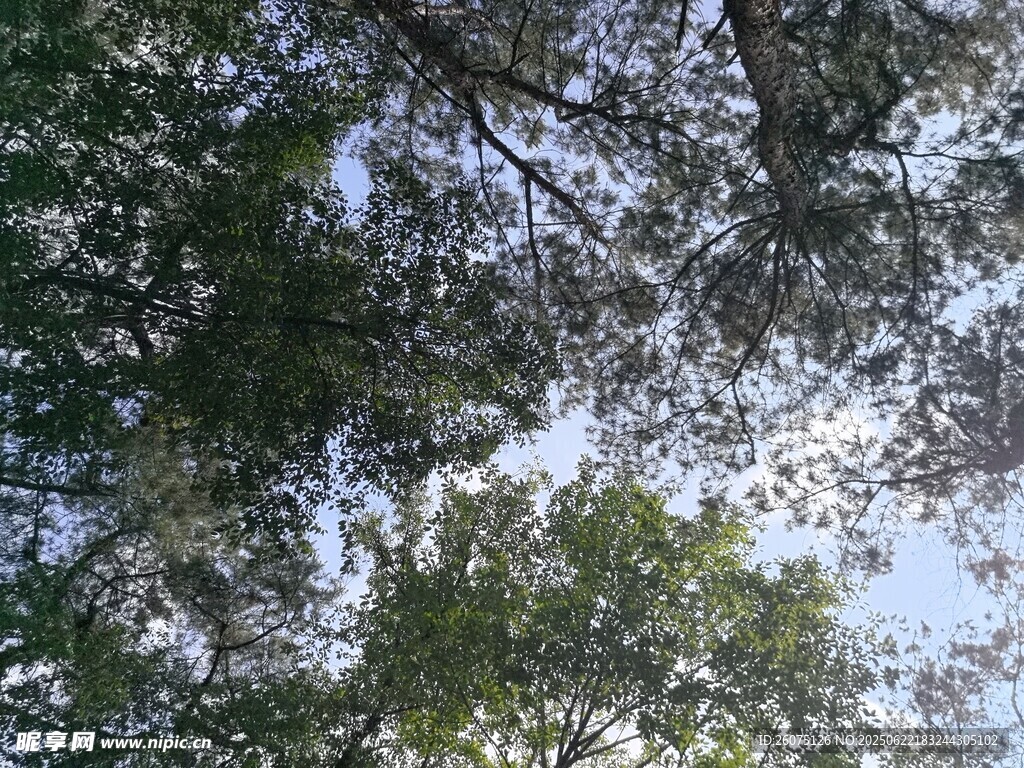 仰視繁茂枝葉