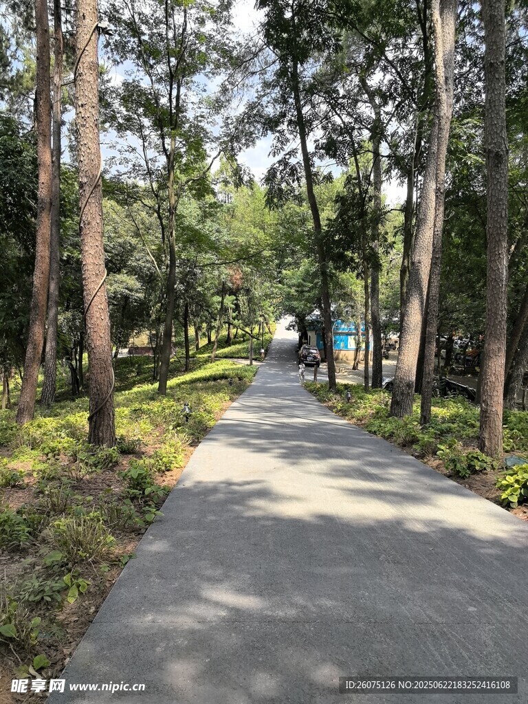 林間幽靜小路