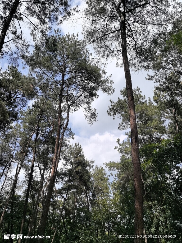 茂密松林仰拍景象