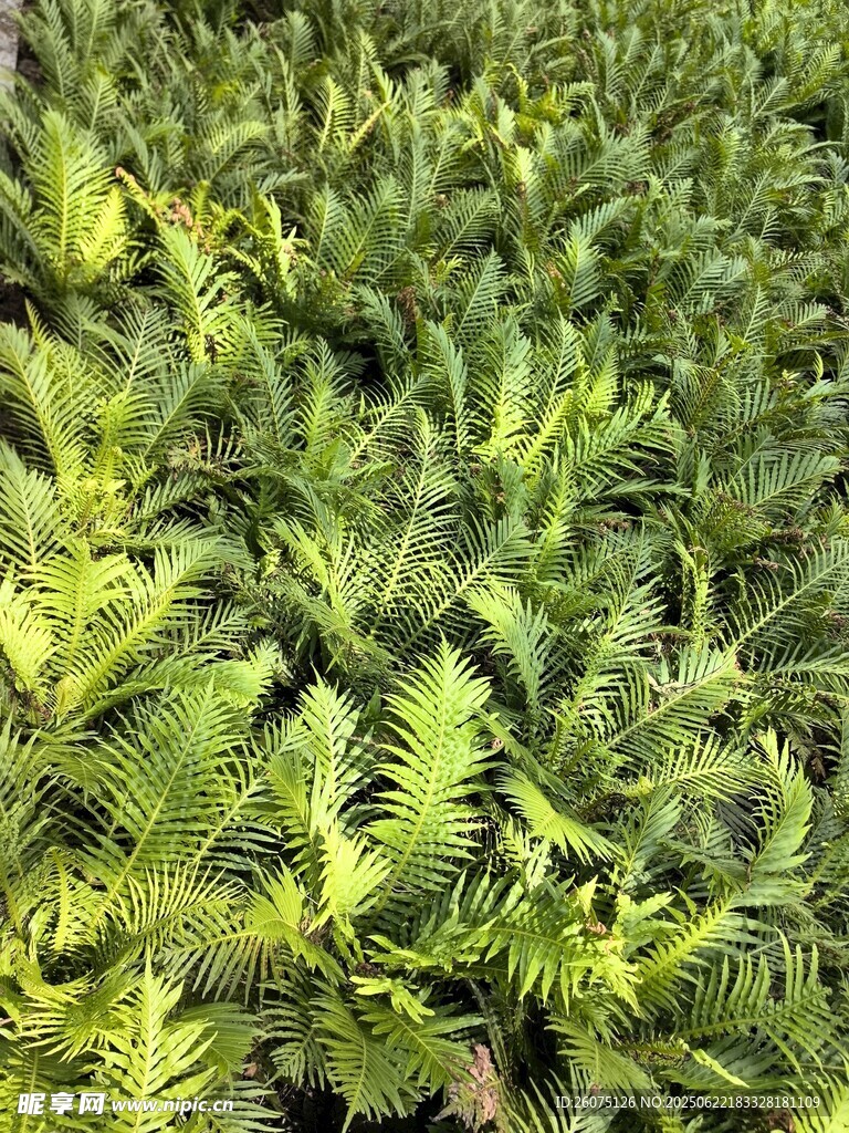 翠綠蕨類植物生機盎然