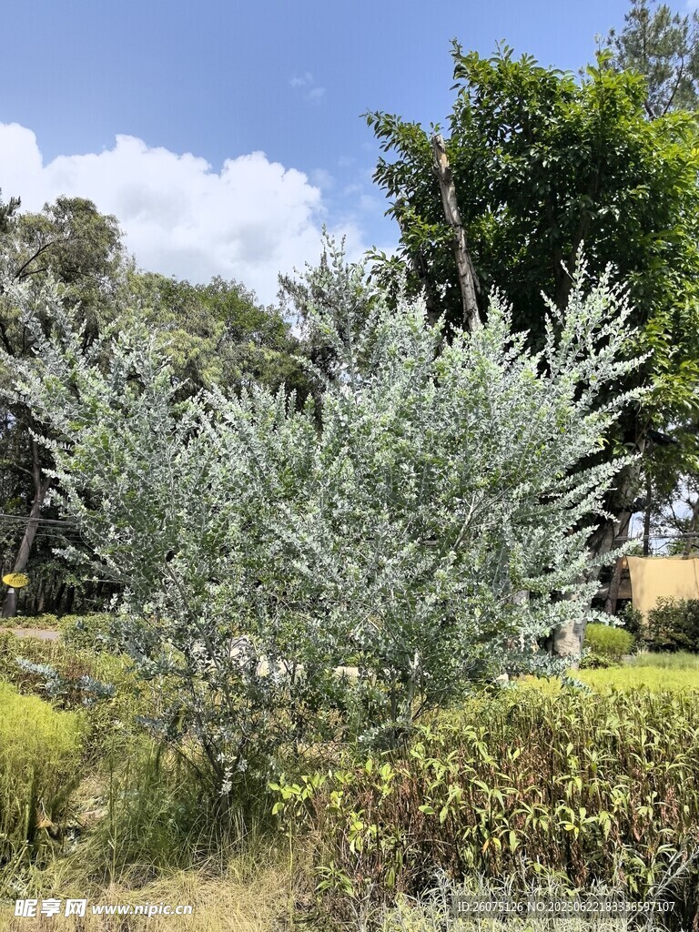 橄欖樹景觀