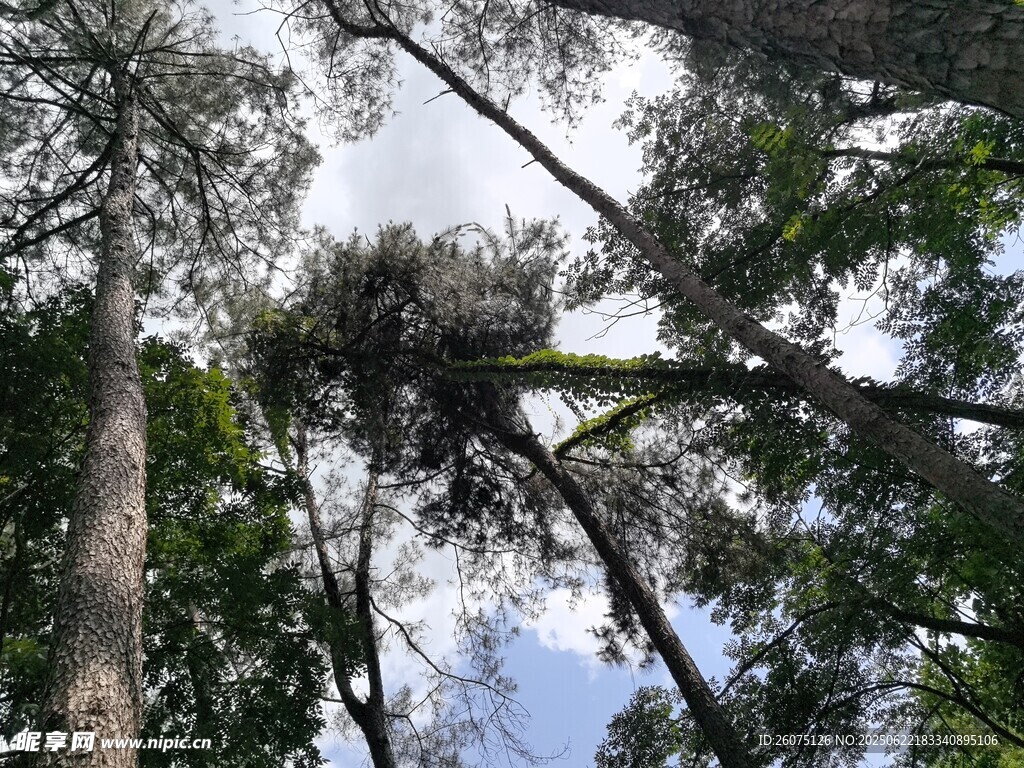 仰視茂密森林樹冠