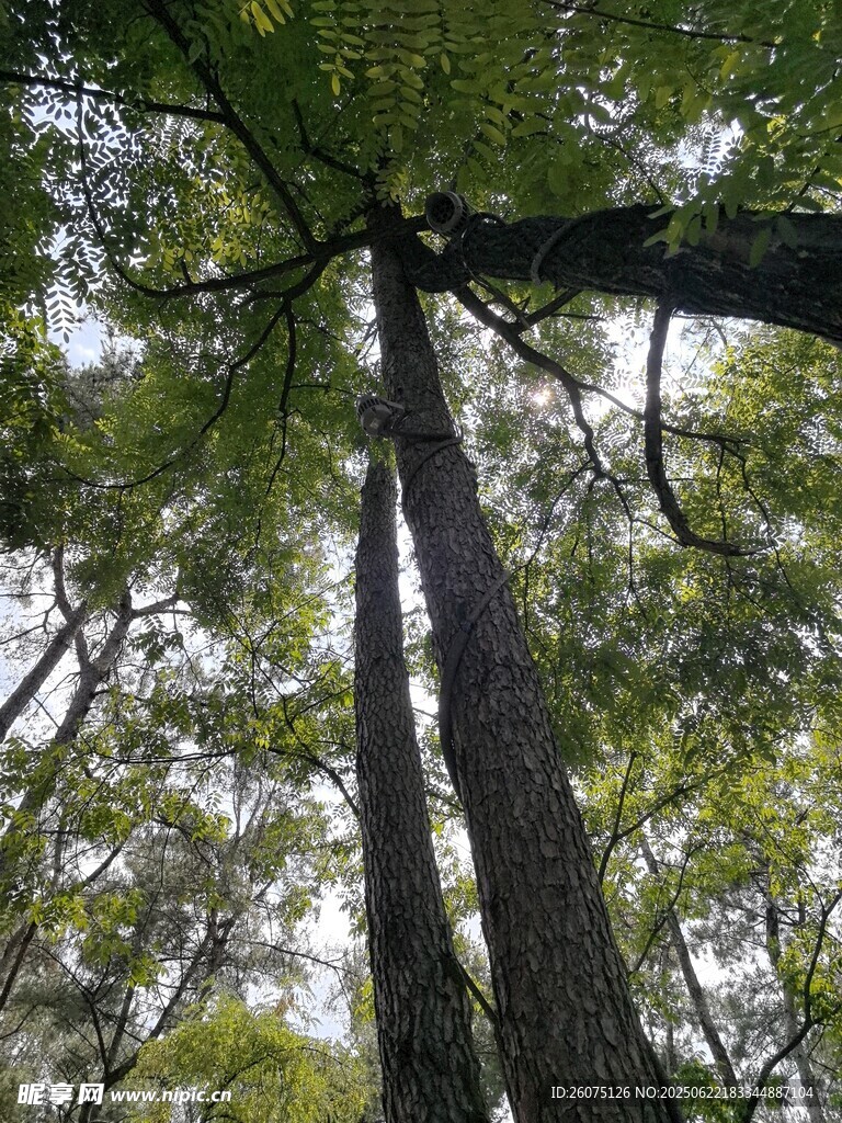 仰視森林中的高大樹木