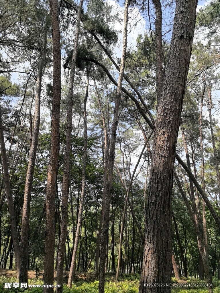 茂密松林景觀