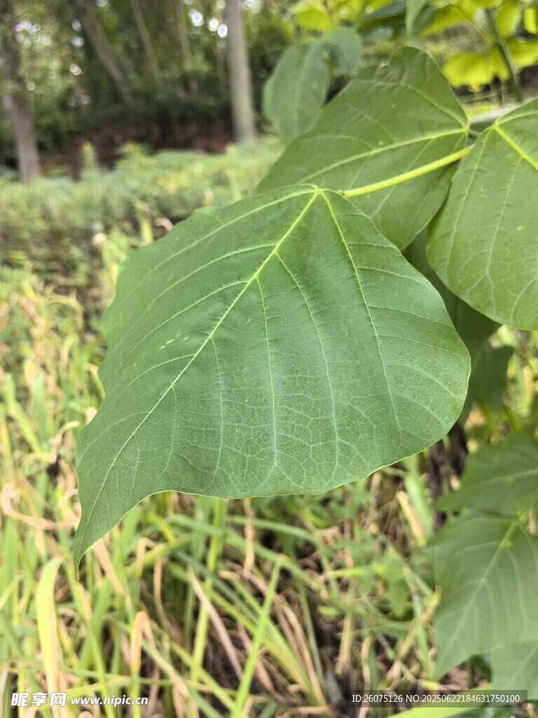 大葉片植物特寫