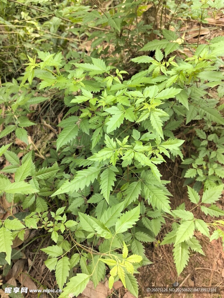 茂盛的綠色植物