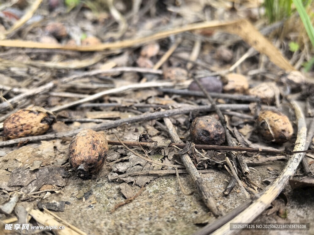 地面上的松果與枯枝落葉