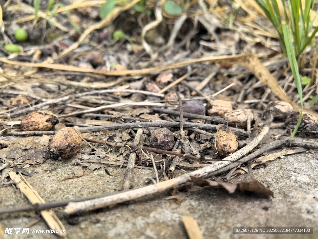 地面上的枯枝與松果