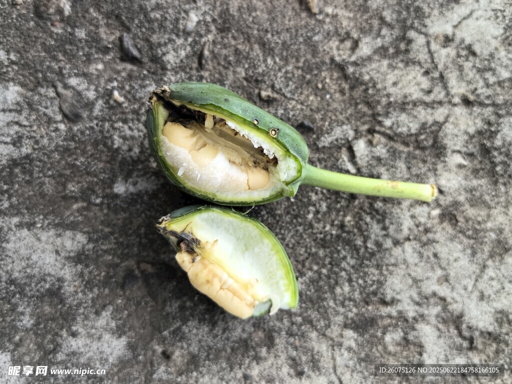 被啃食的綠色植物果實