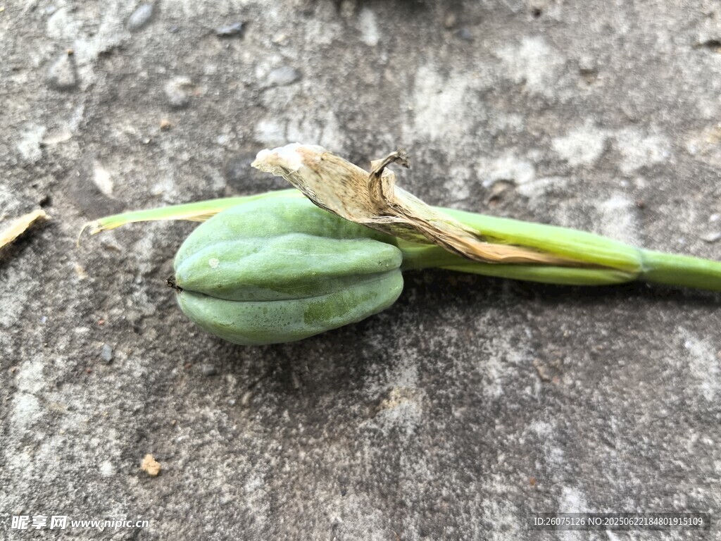 地上的綠色植物果實(shí)