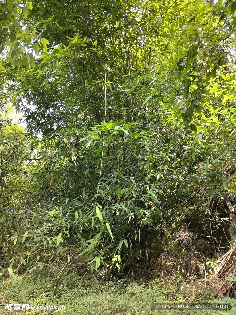 翠竹