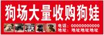 收購狗娃
