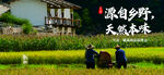 稻田勞作場景