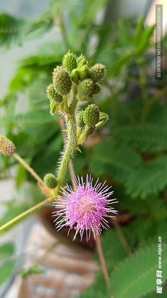 含羞草