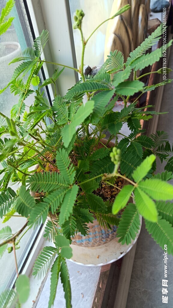 含羞草