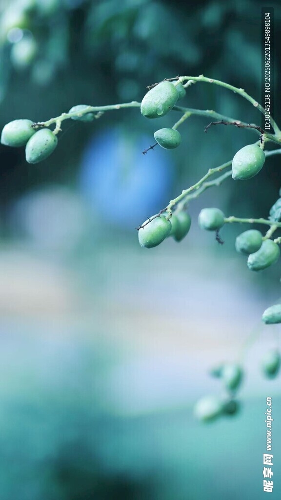 嫩綠枝丫上的清新小果