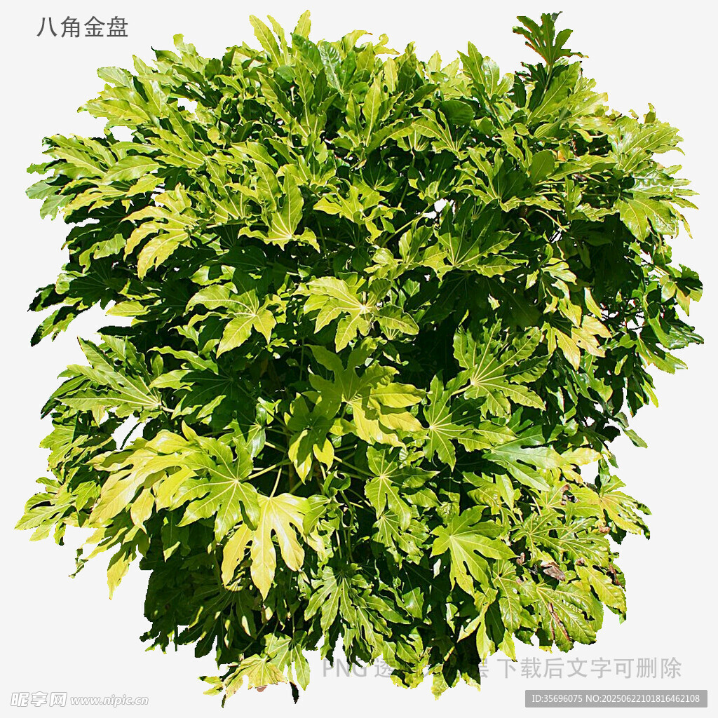 翠綠繁茂的植物景觀